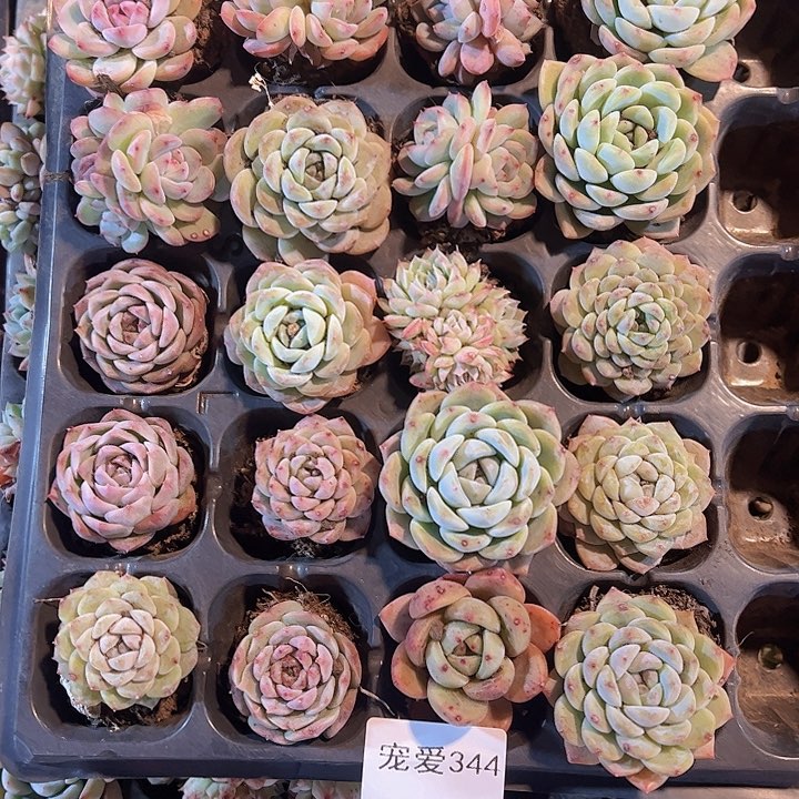 直播福利一物一拍344