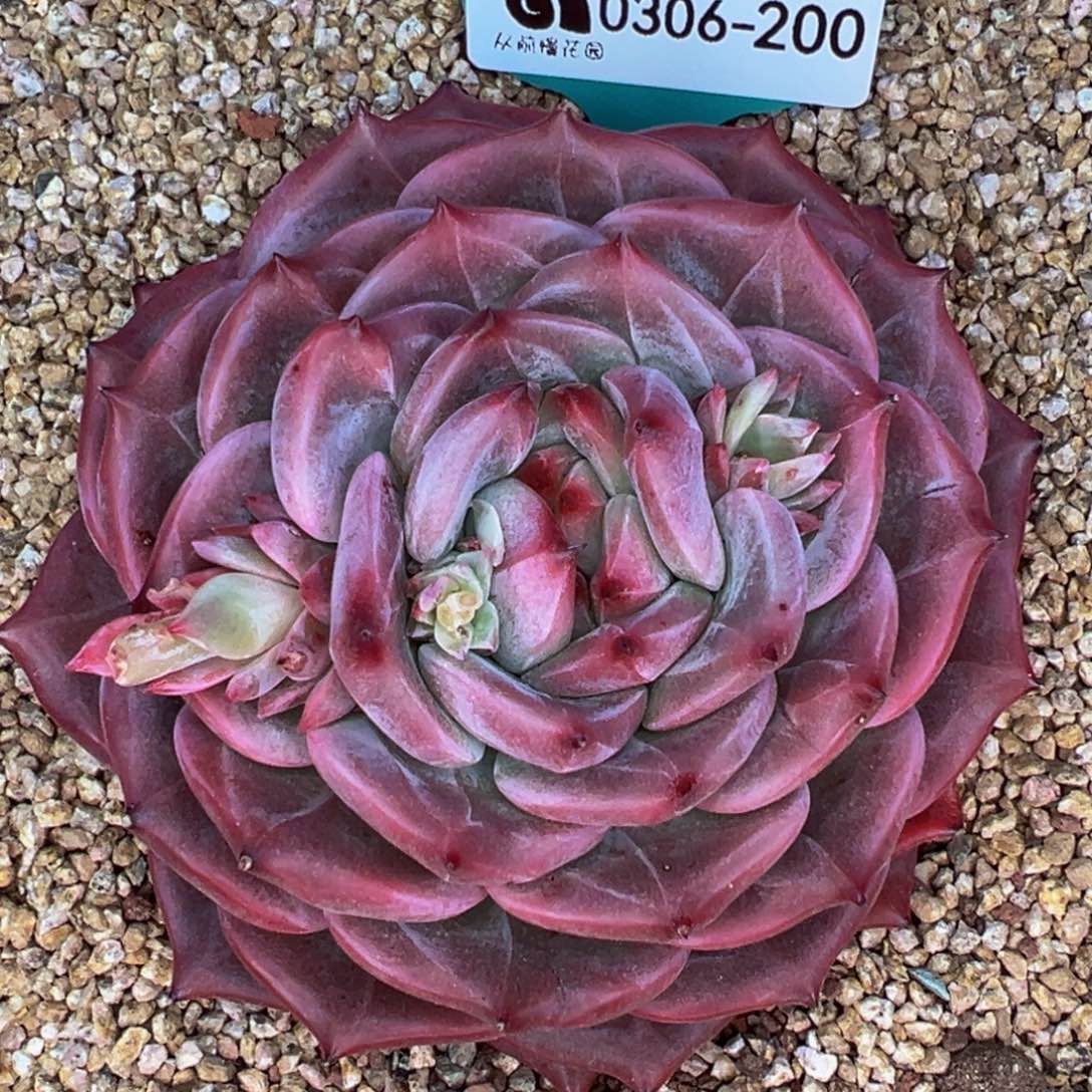 从前慢多肉精选编号0306.200