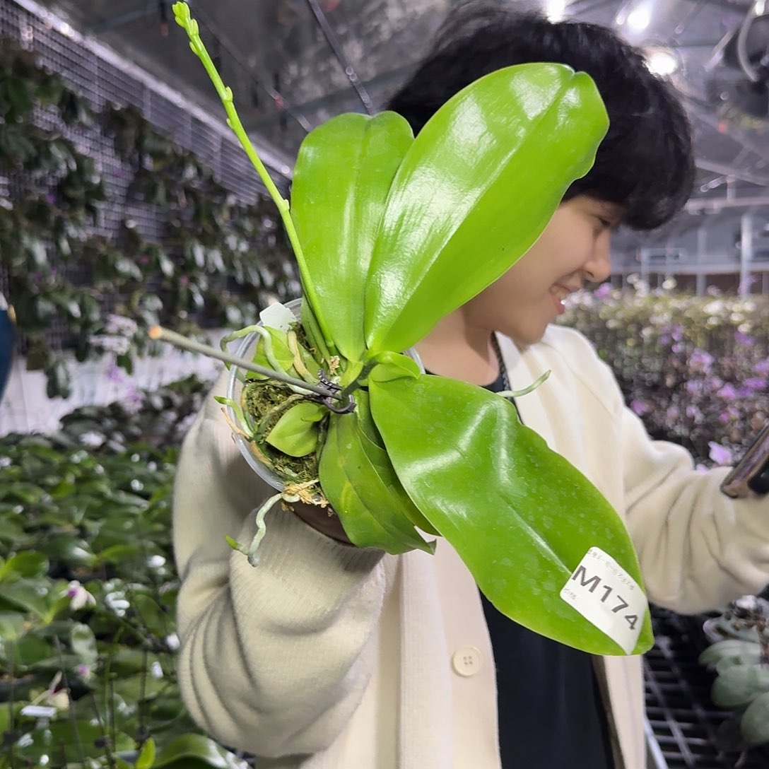 C***y完全开放M174 yss1215专拍