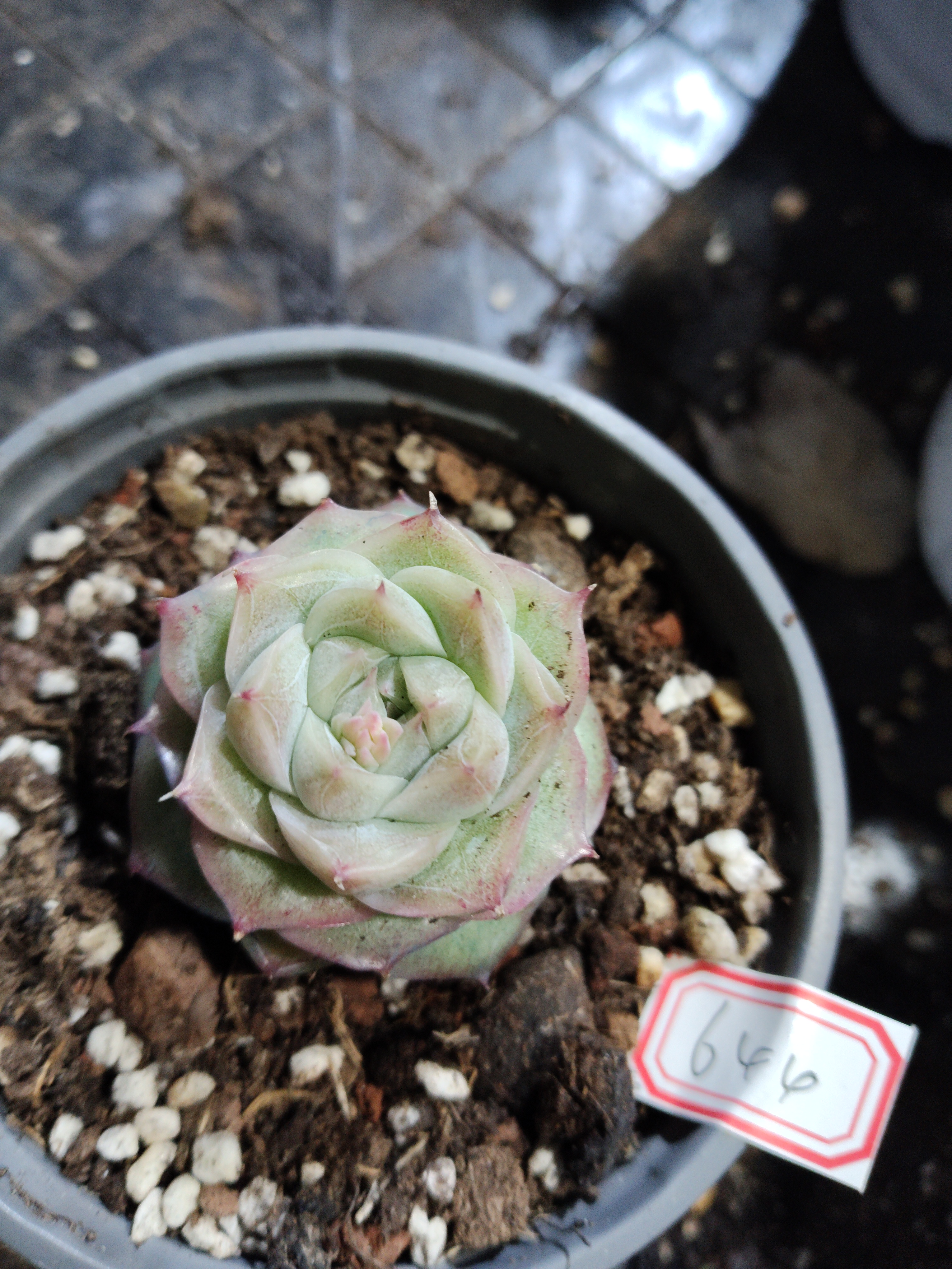 非偏远18包邮  一物一拍 9厘米盆 A644不知名珍妮