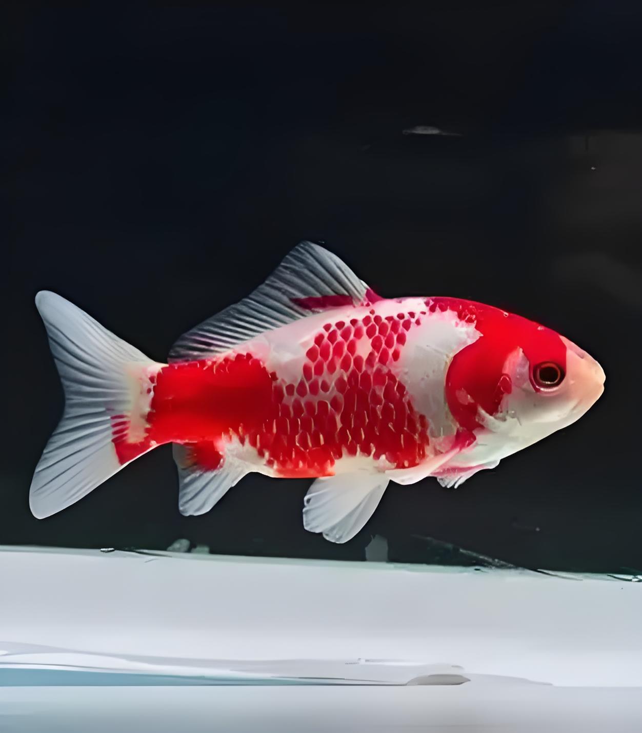 精选短尾草金（花色，身长以直播间自选为准）