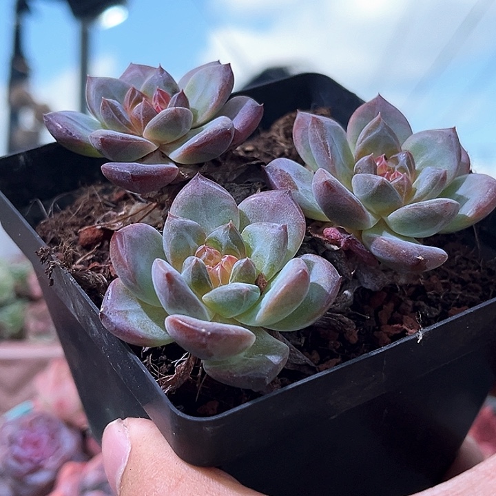 琥珀群生一物一拍