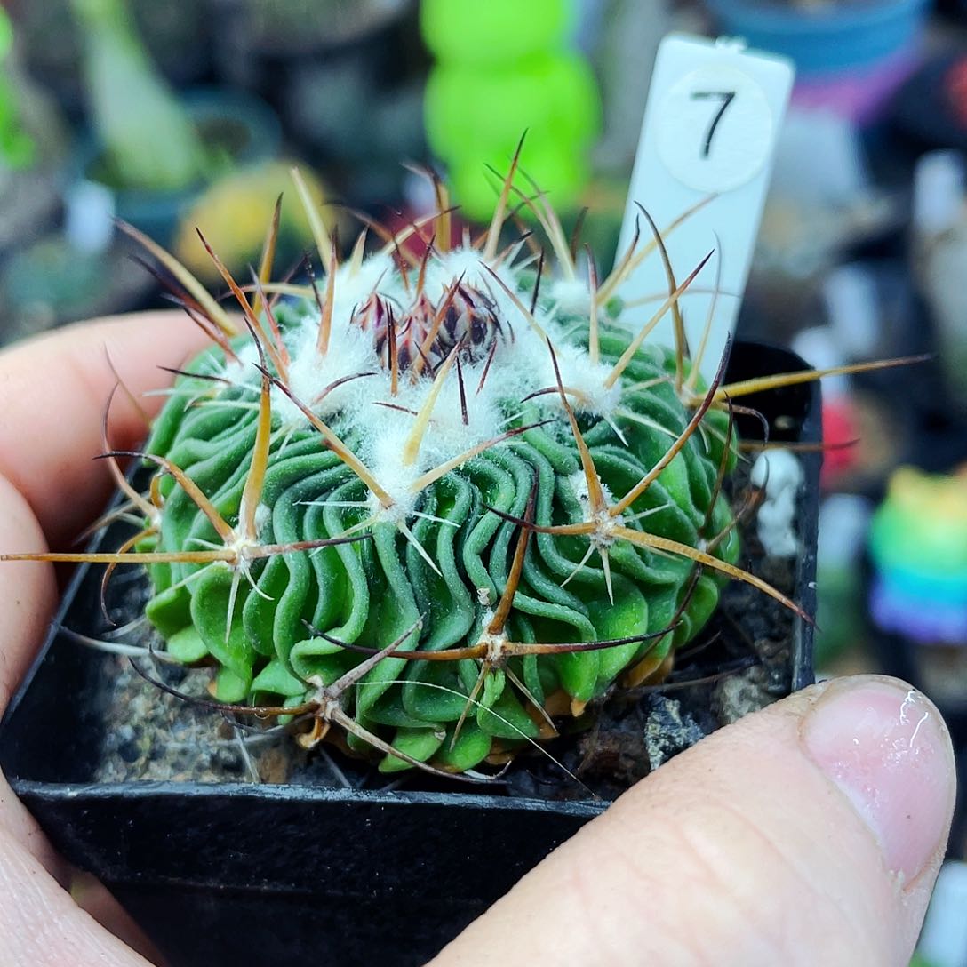 非偏远地区满25包邮仙人球