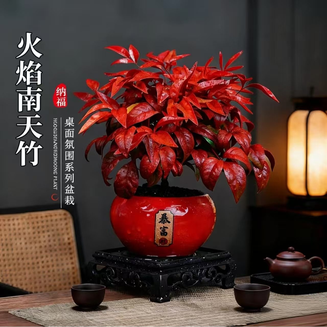 【越冷越红】火焰南天竹盆栽耐寒客厅室内外办公室春绿冬红叶绿植物
