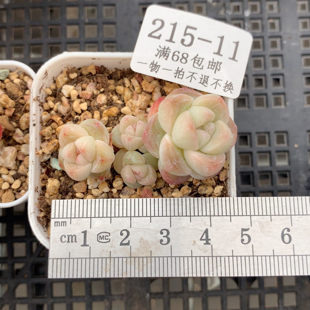 芙**11。小脸糖心冰玉。带盆土发货。新粉送肉