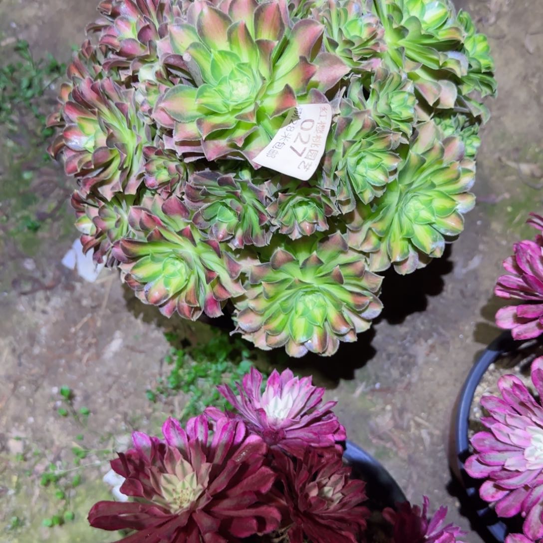 韶华法师多肉027