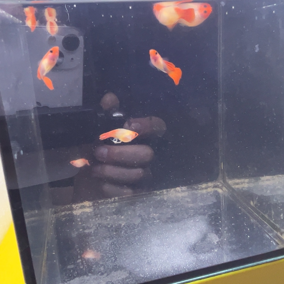 孔雀鱼深海蓝黄化玻璃猫两队