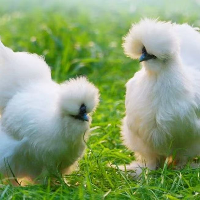 【白乌鸡7只】单只八两发货 漂亮美味整鸡煲汤好吃