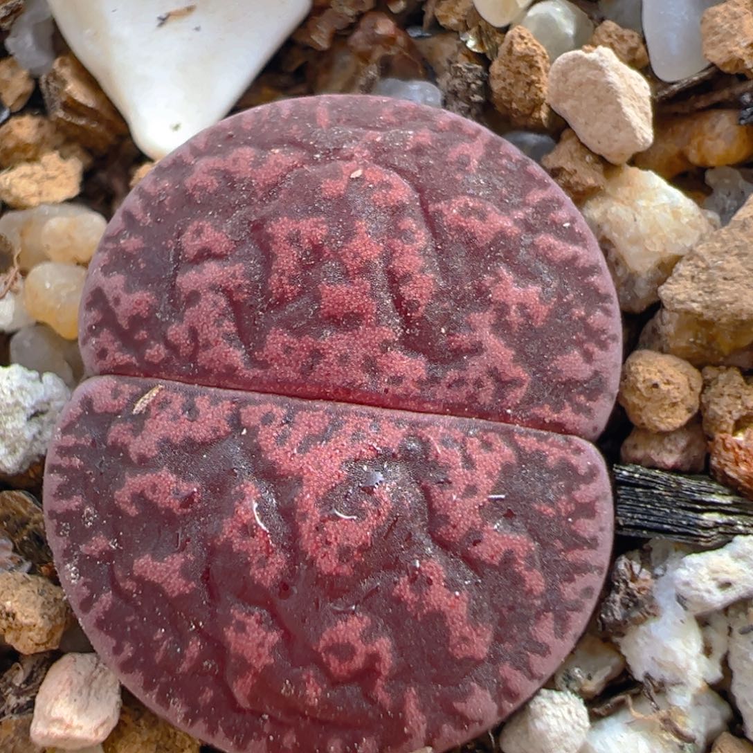 136多肉植物百科知识