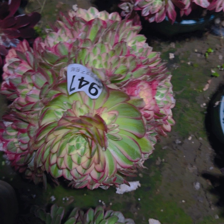 海王花27-10包邮花花