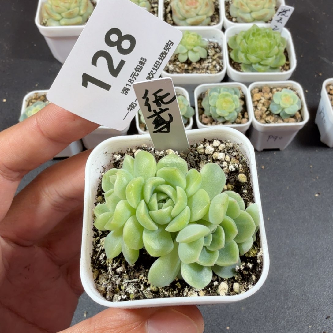 四头纸鸢一物一拍128