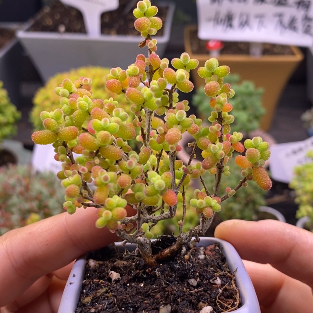 588金橘糖球带盆。    