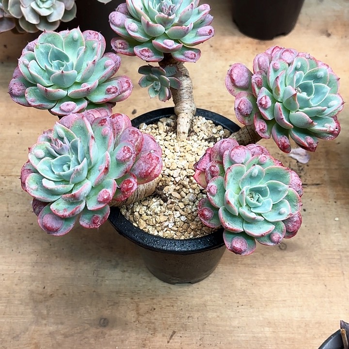 多肉植物，雨滴一颗