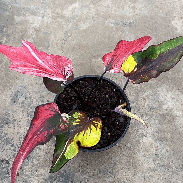 9-1225彩叶芋广东现货