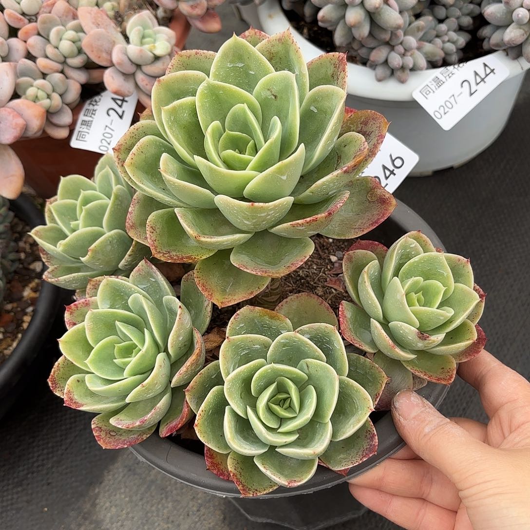 同温层多肉星娜塔246