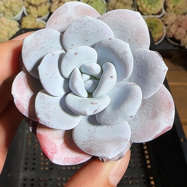 1118------206雪莲