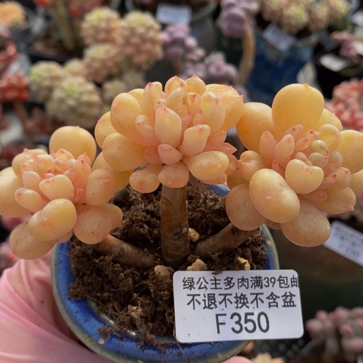 比尔盖茨老桩350多肉植物