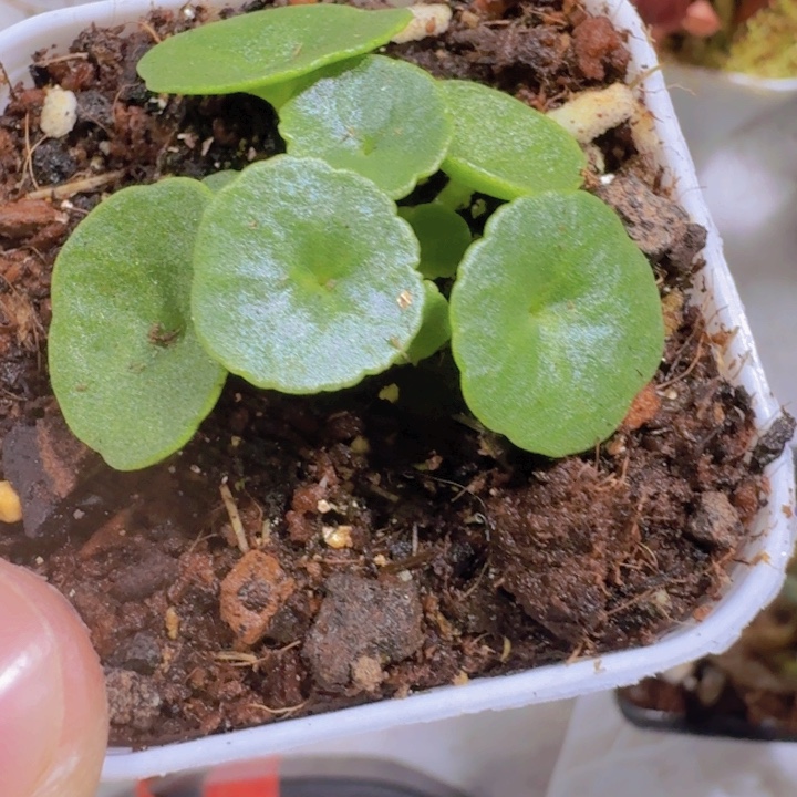 玉盃小雨伞一颗福利