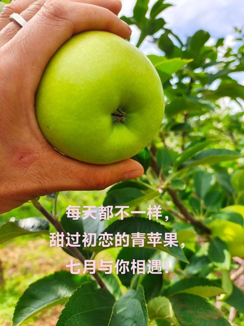 头茬现摘新鲜青苹果当季应季水果酸甜脆爽可口