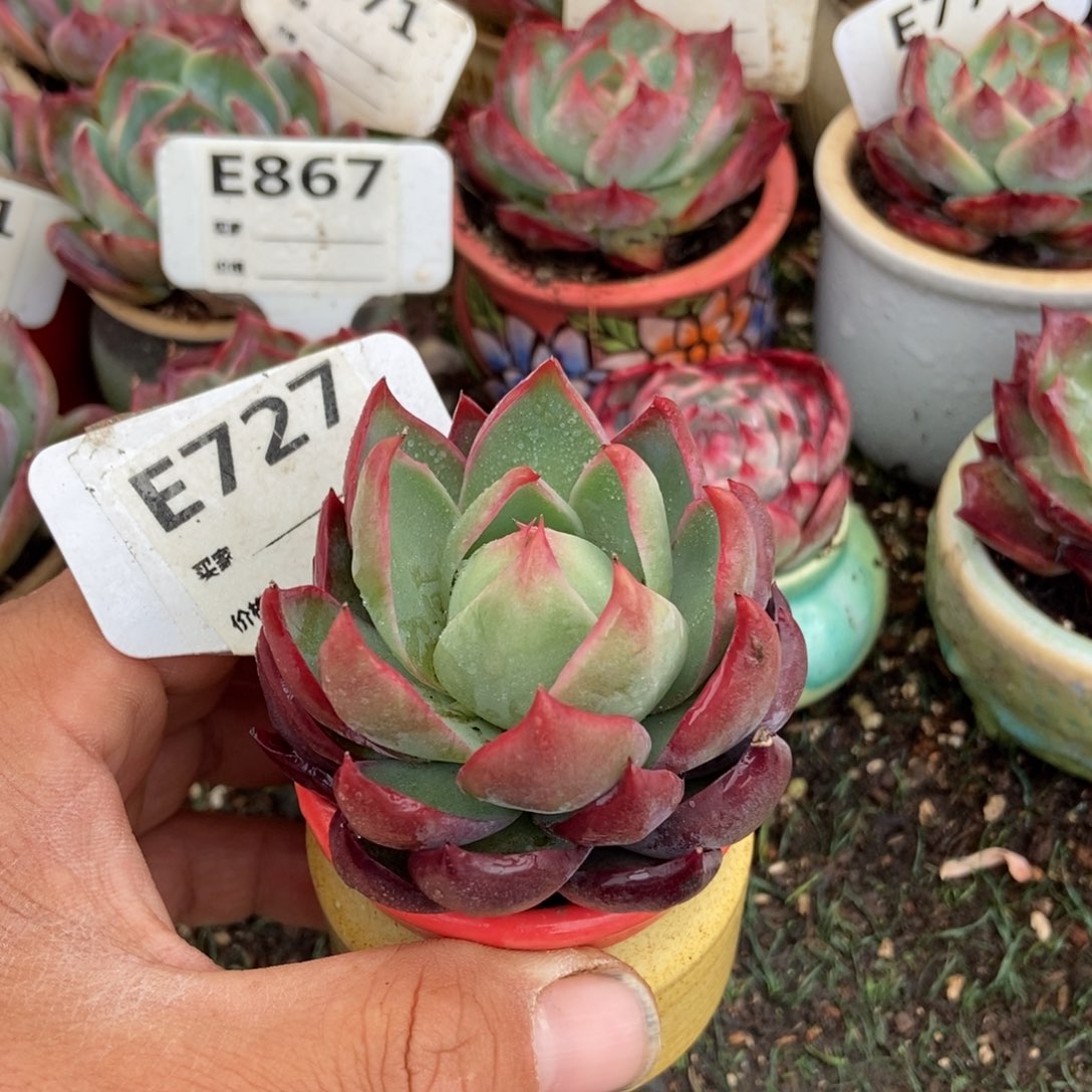 宝塔惊鸿727岁的