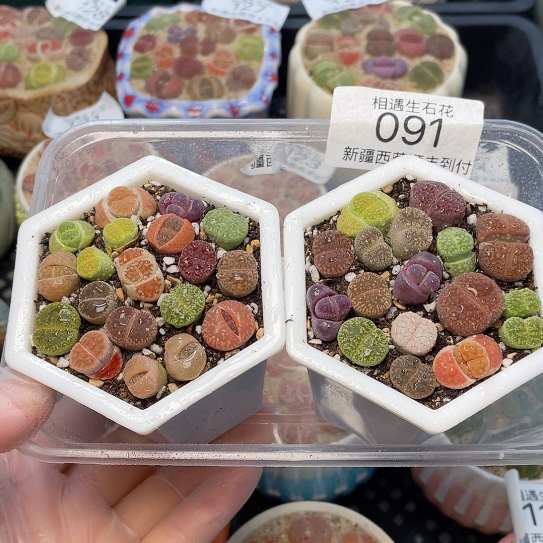 相遇开播福利091