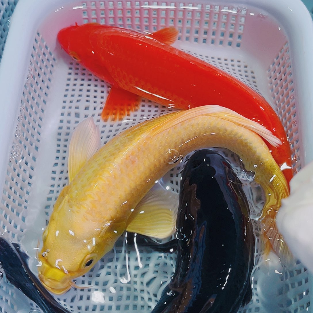 锦鲤锦鲤冷水观赏