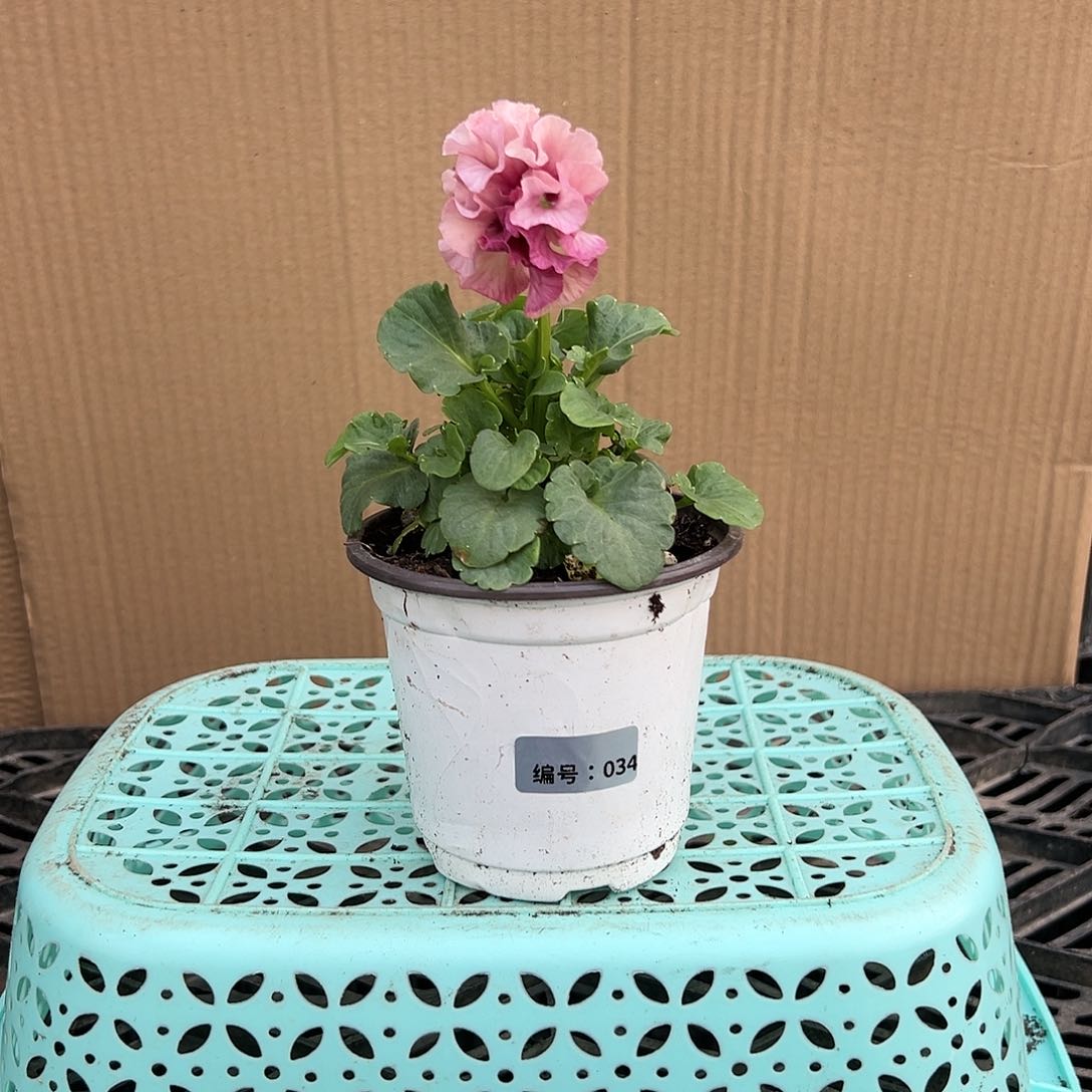 【闪购商品】完全开放034号