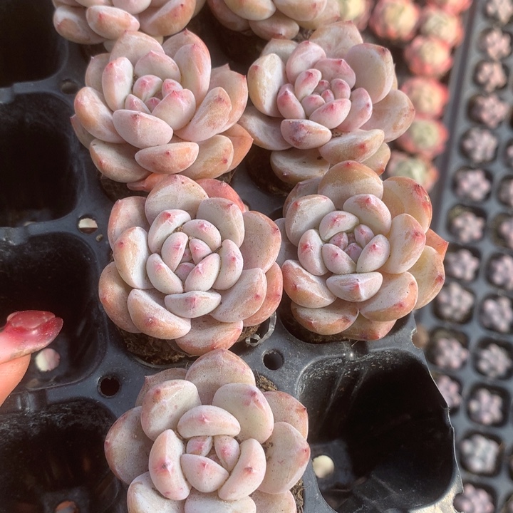 星影。拍3发4。拍5发7颗。（满9.99包邮不满9.99发叶子）