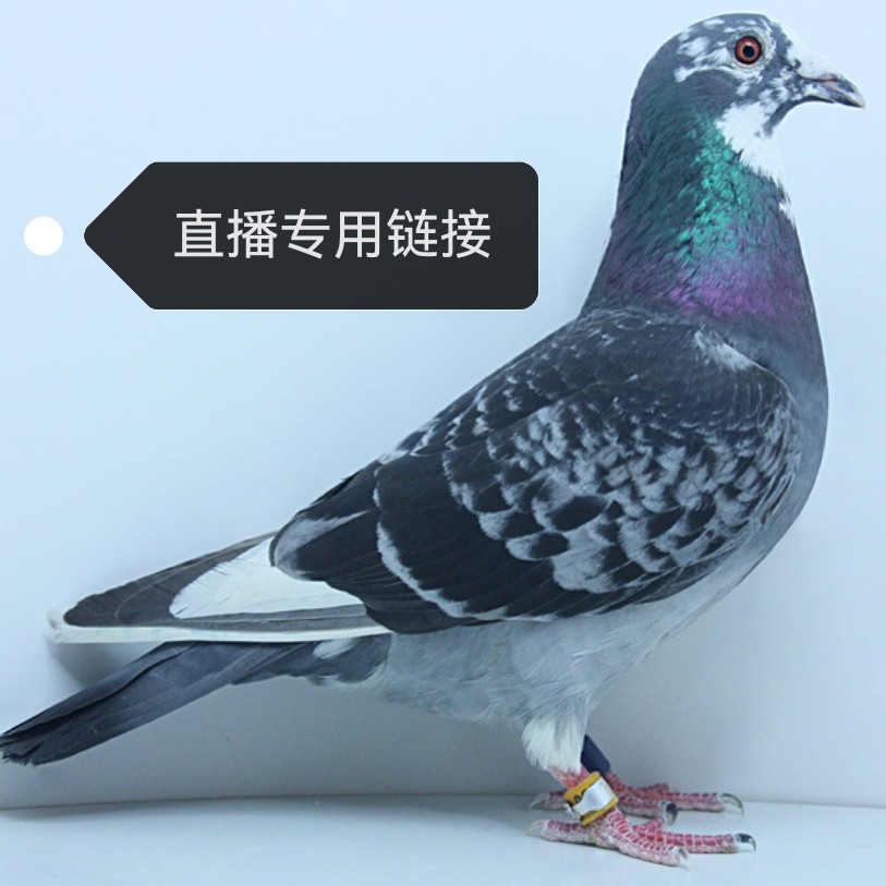 信鸽 赛鸽 幼鸽 天落 用品