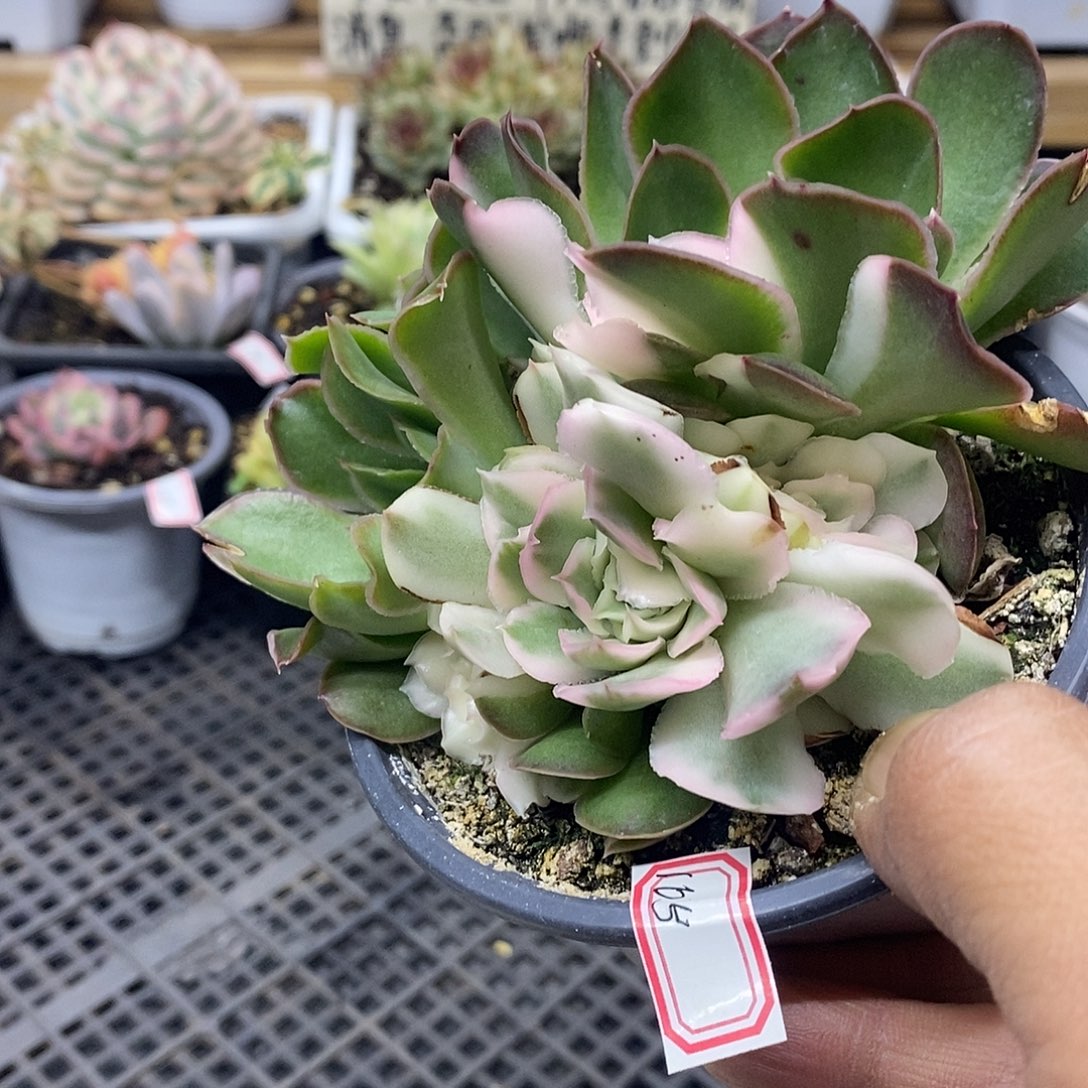 14105 紫蝴蝶锦底座 需延时发货