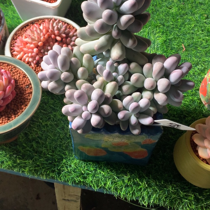 米可奶大群多肉寄养