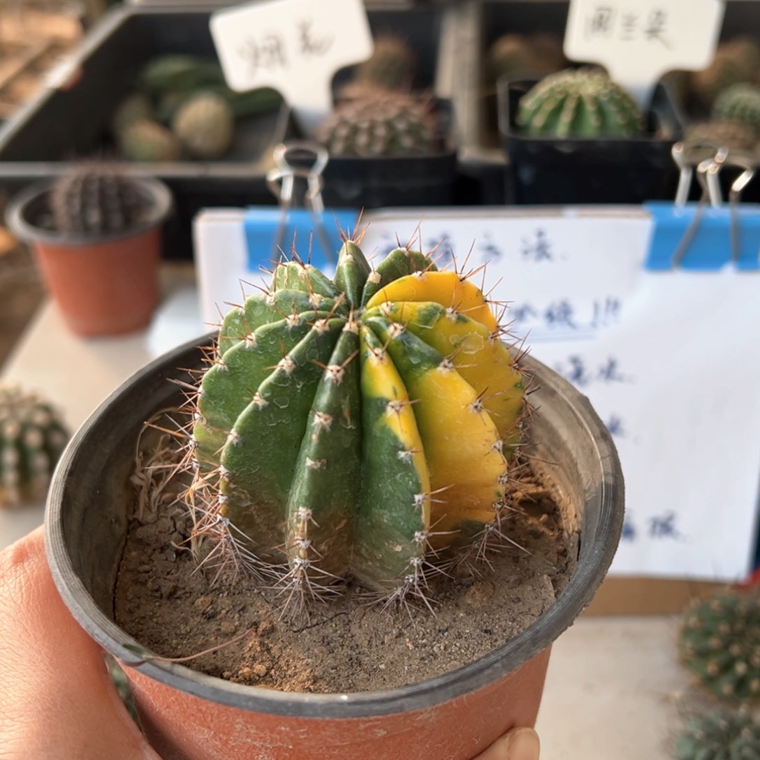 风**雨柠檬派有锦自根球40