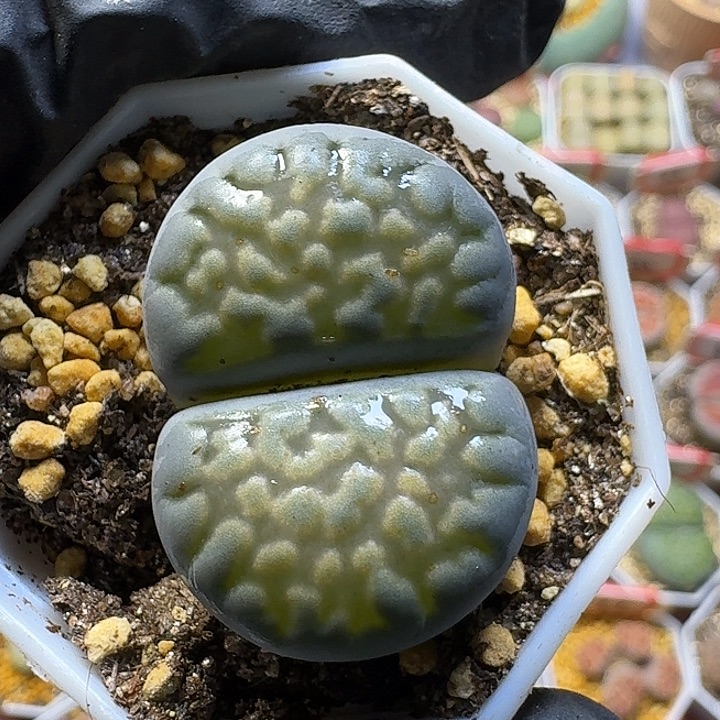 舟***周生石花111222。   268