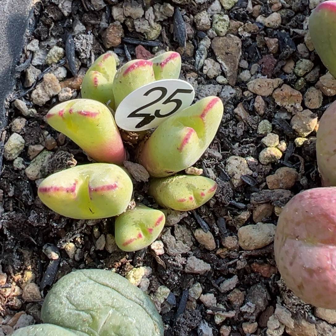 佛*渡多肉植物1111111111111