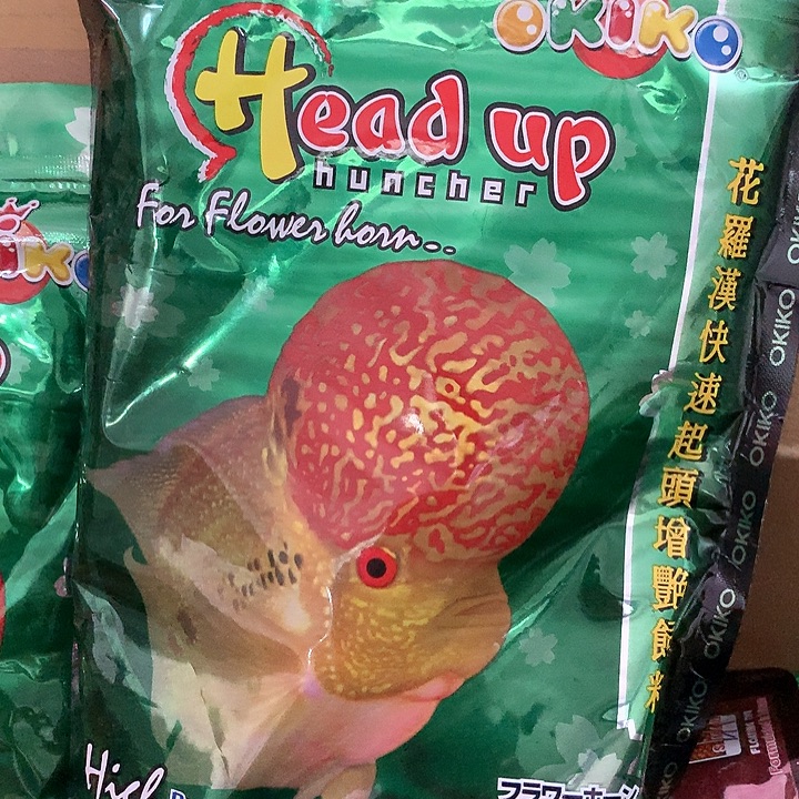 罗汉鱼增头一斤88888888