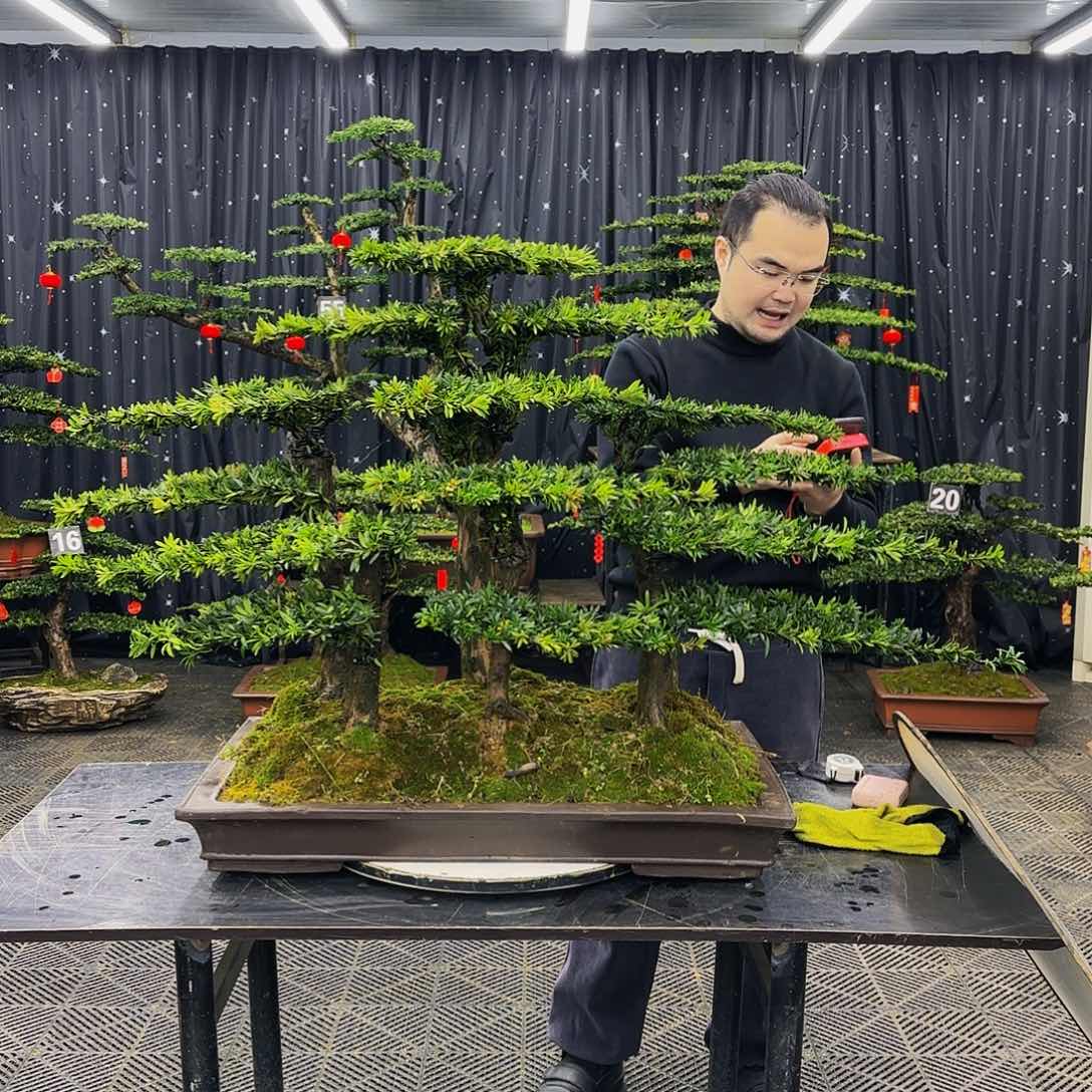 松树柏树造型盆景