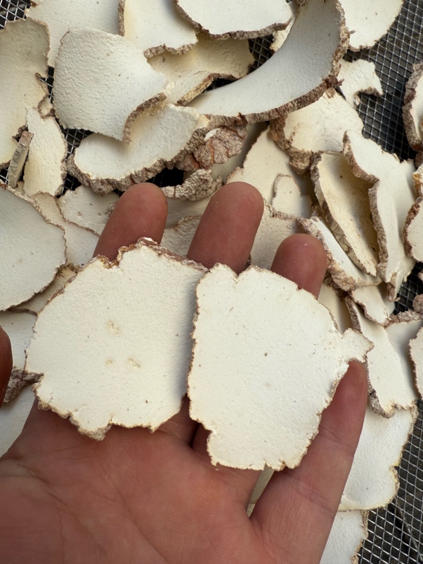 （虎乳菌）小念推荐下山货虎乳菌