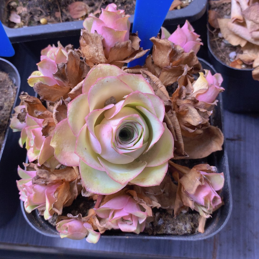 一物一拍月影寒018