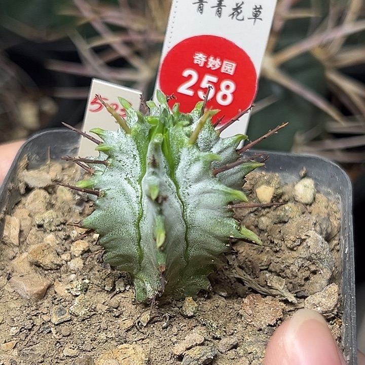 实生白衣魁伟玉一棵仙人球