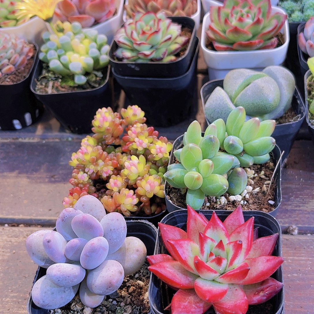 如图图4盆1111111111111111