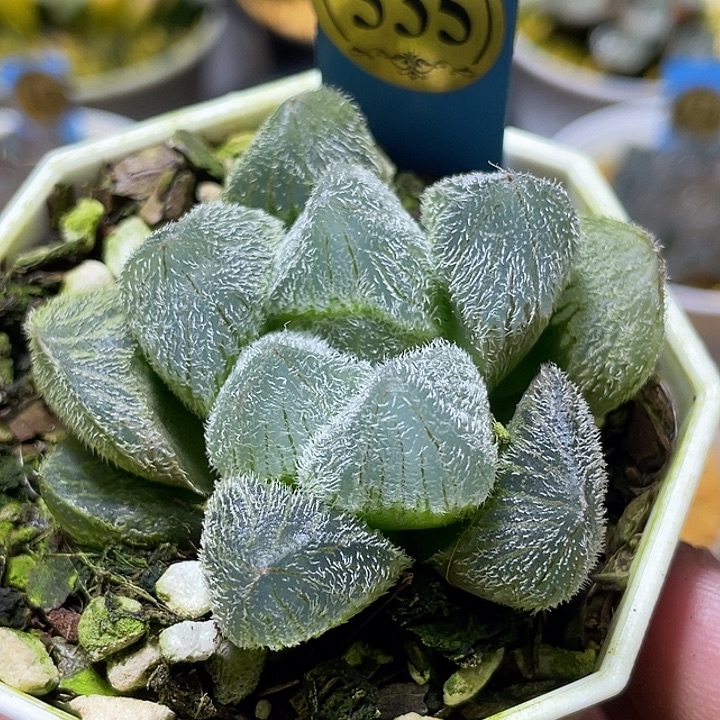 535巨大梦露福利一物