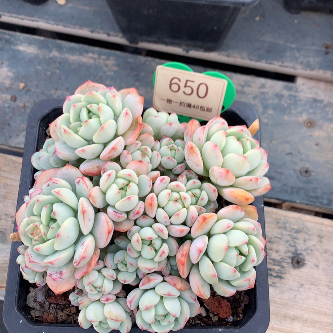 平头香草老桩一物一拍