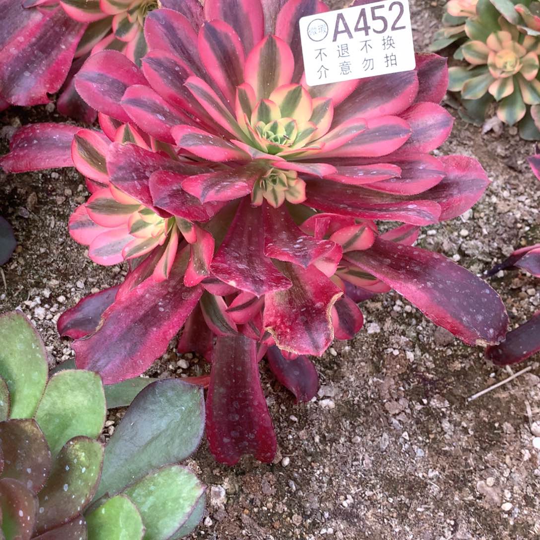 多肉植物美；452多肉