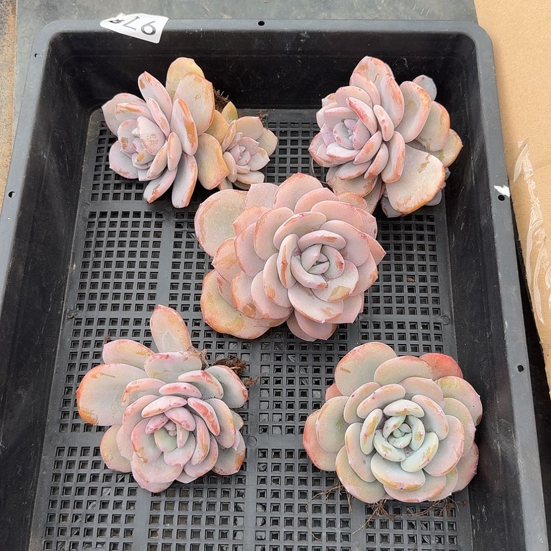 A004 售后范围：签收起7天内