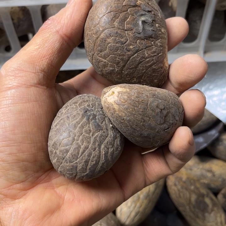 吊坠千眼菩提象牙果3个160