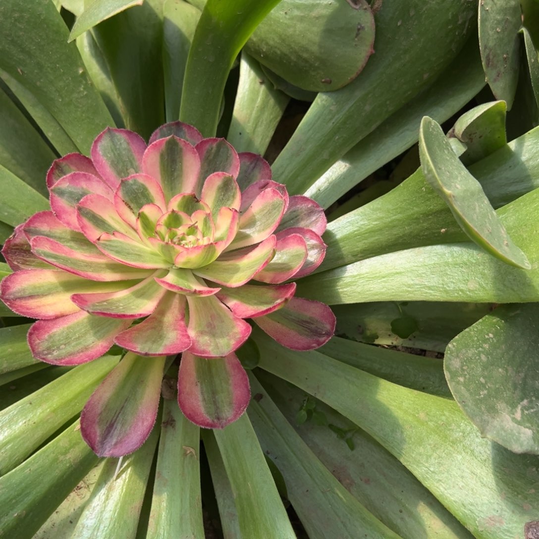 @***@190半糖荔枝多肉多肉多肉多肉