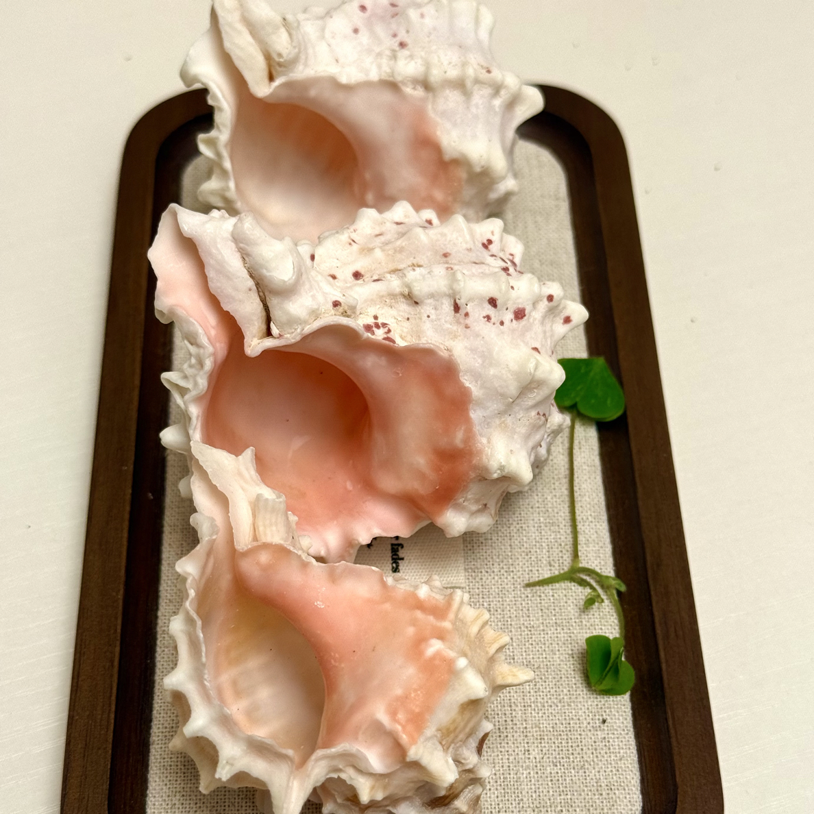 稀缺天然海螺粉骨螺可用于鱼缸装饰造景（随机发一个）