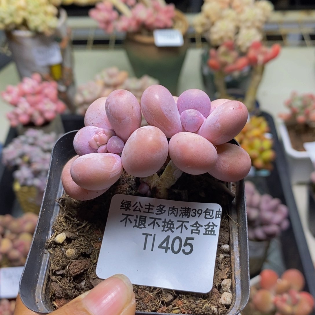 405橙奶多肉肉3c m