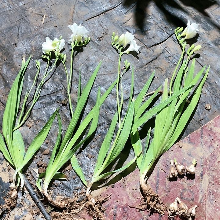 完全开放海*香雪兰种球10颗