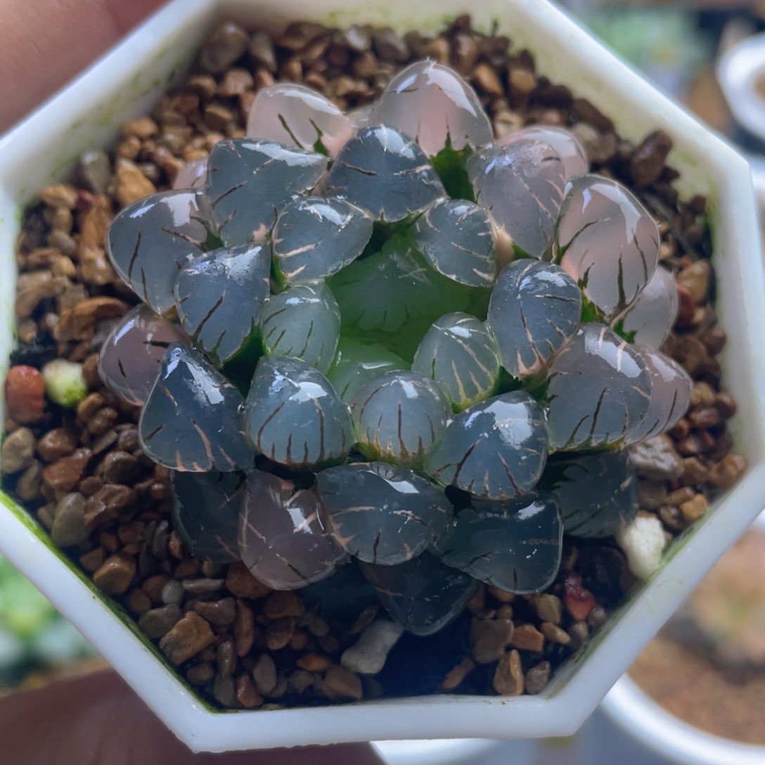 十二卷多肉ob1冰灯玉露锦。